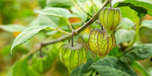 Peruvian guaymanto makes its way into international markets